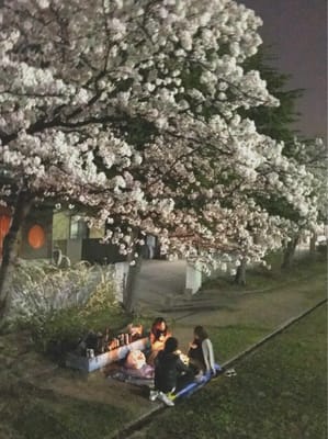 hanami4.jpg